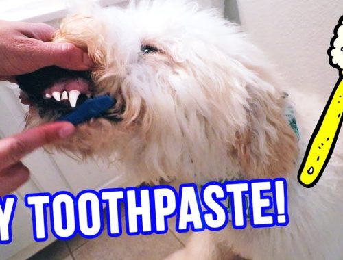best dog toothpaste